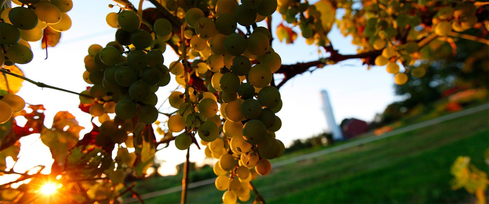 White Silo Farm & Winery, LLC