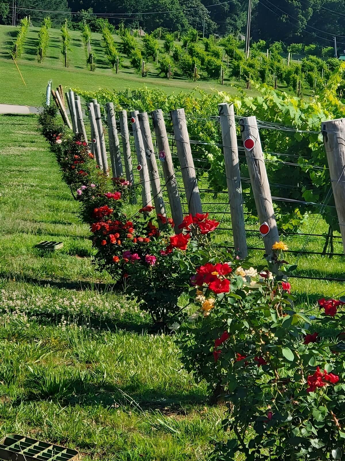 Kefi Winery