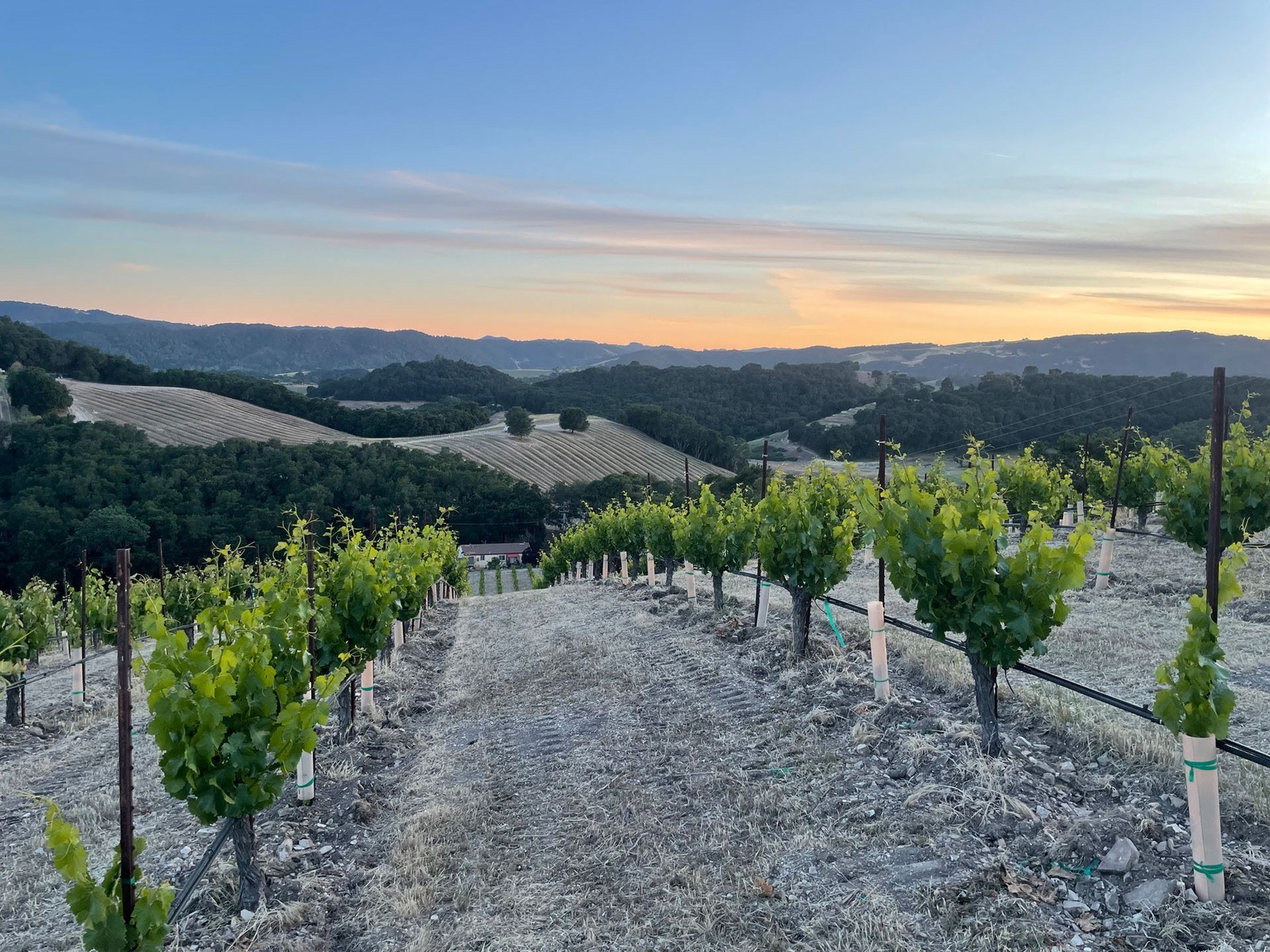 Ladron Cellars