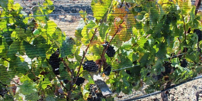 Prodigal Wines