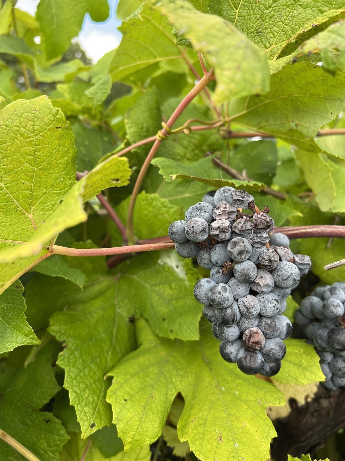 Tyler Ridge Vineyard Winery