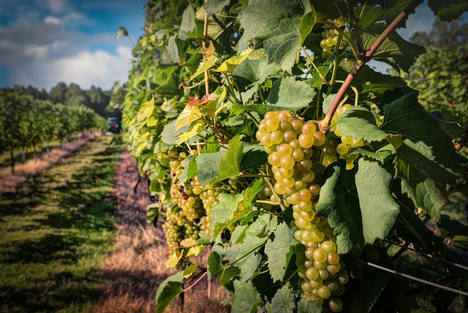 Good Luck Cellars