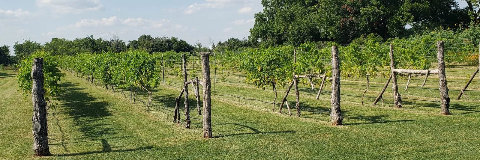 Pollo Rosa Vineyard and Winery LLC