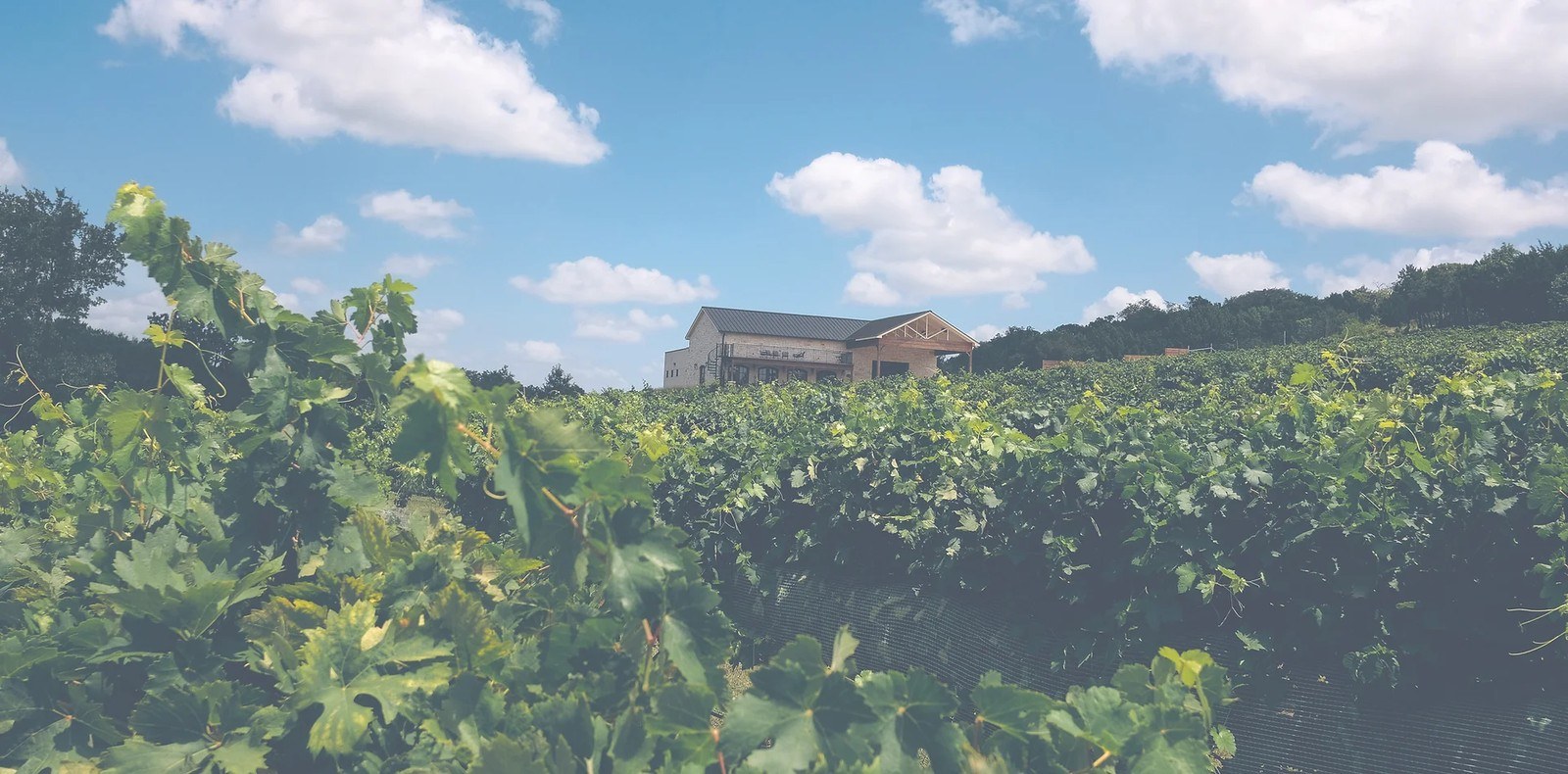 Valley Mills Vineyards
