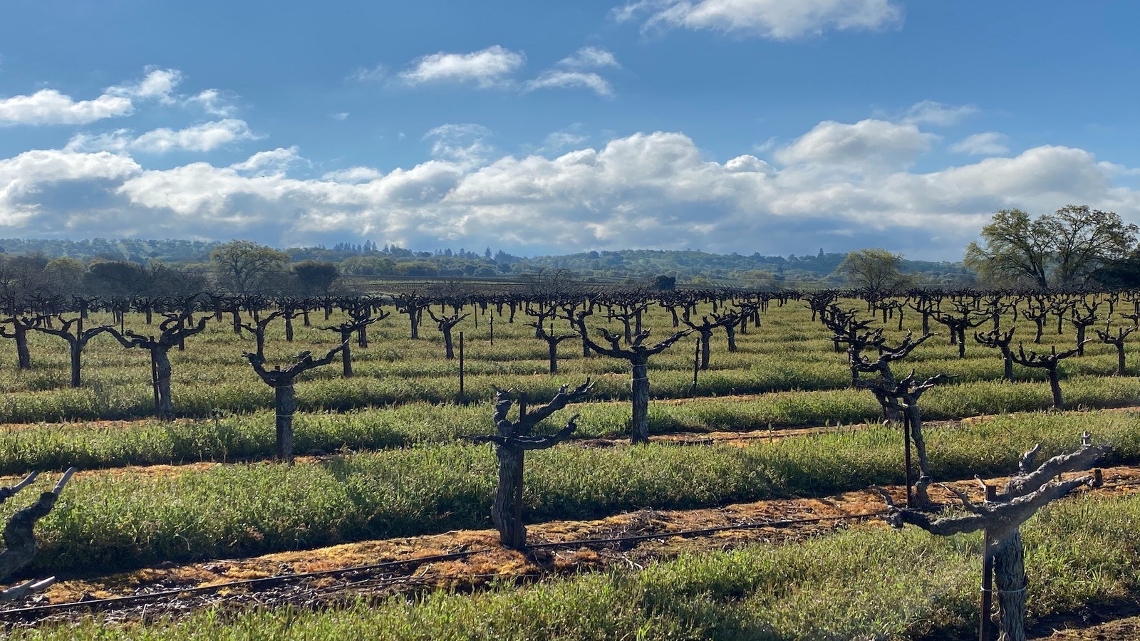 Di Stasio Vineyards and Wines