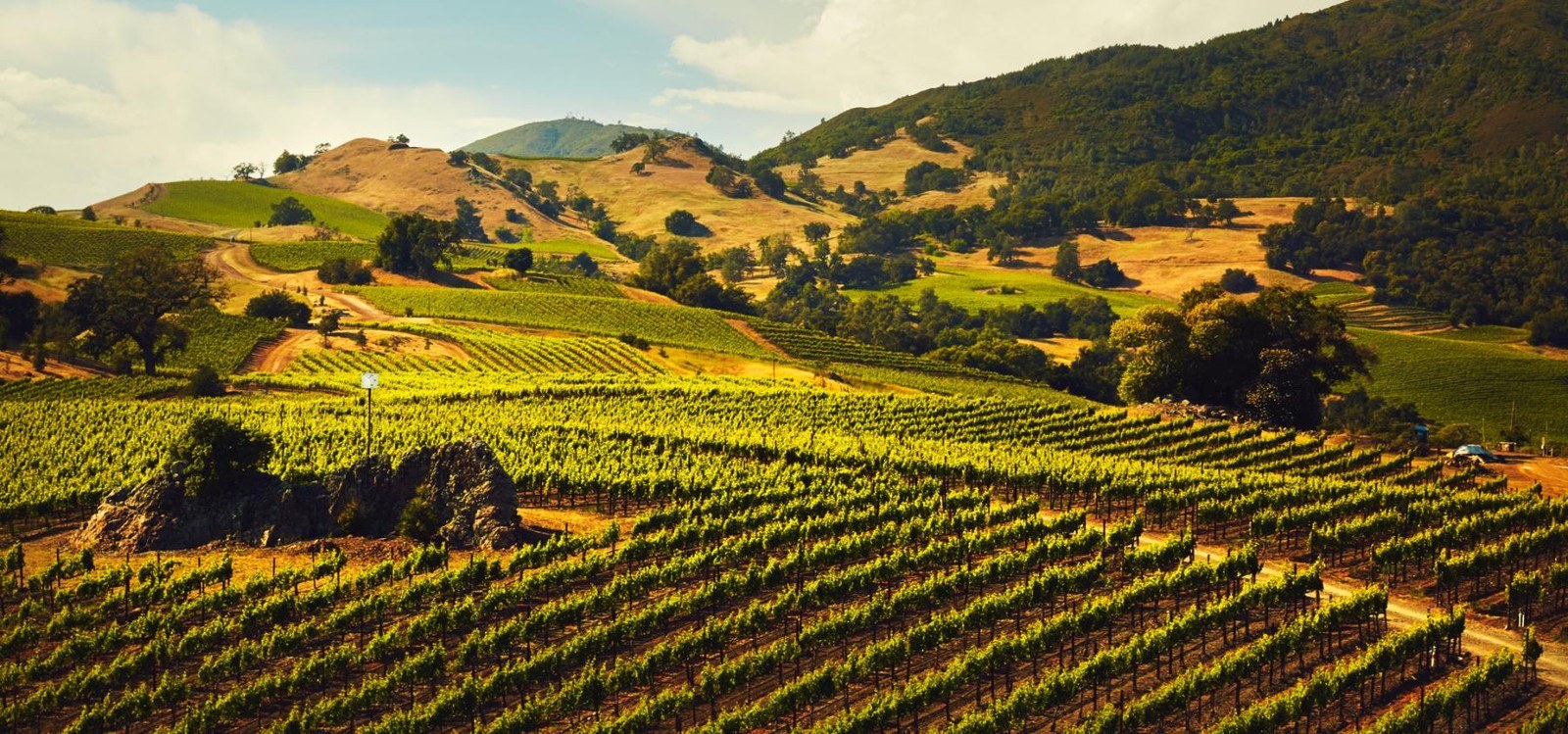 Jackson Winery and Vineyards, L.L.C.