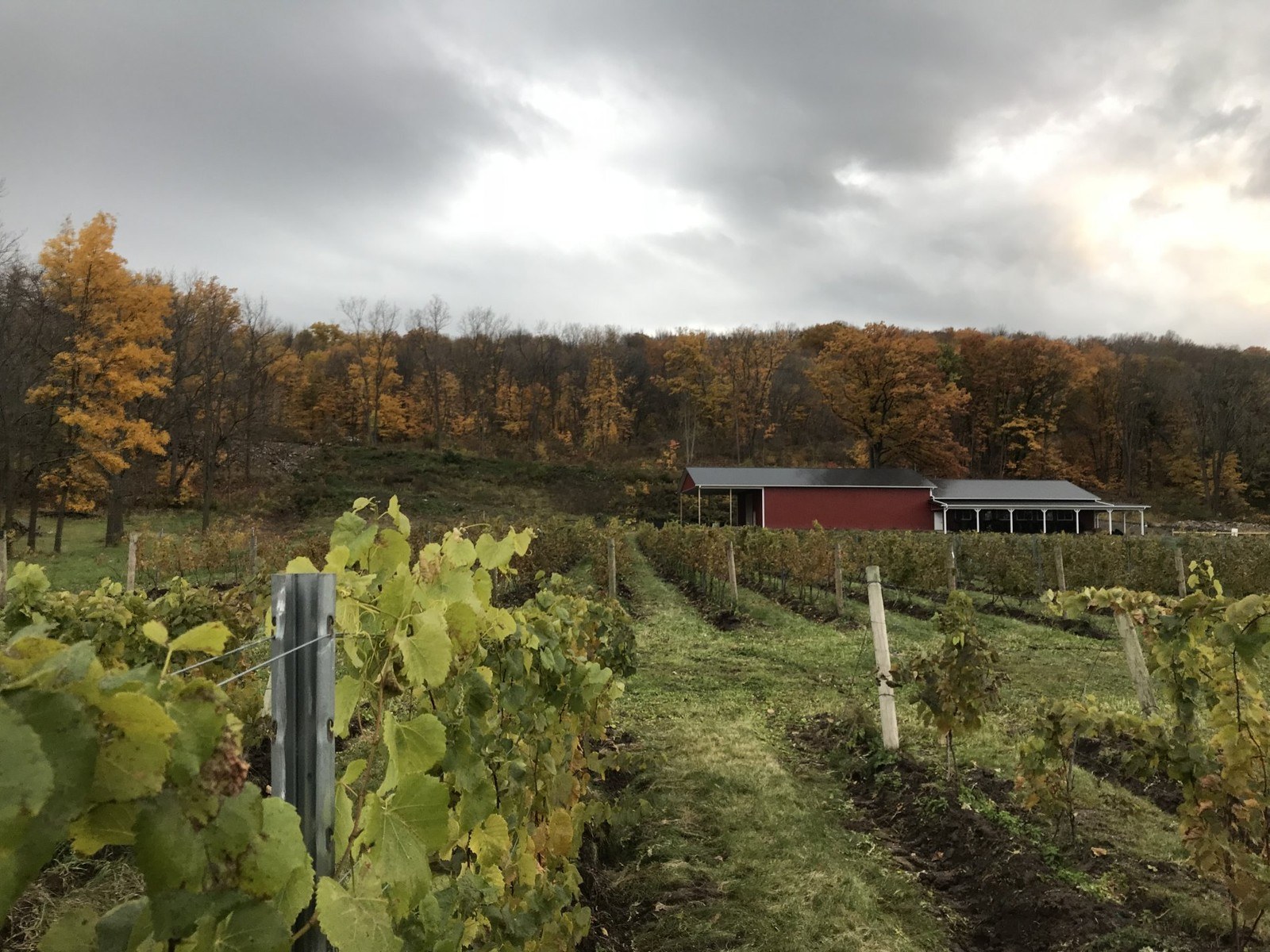 Bella Rose Vineyard & Winery