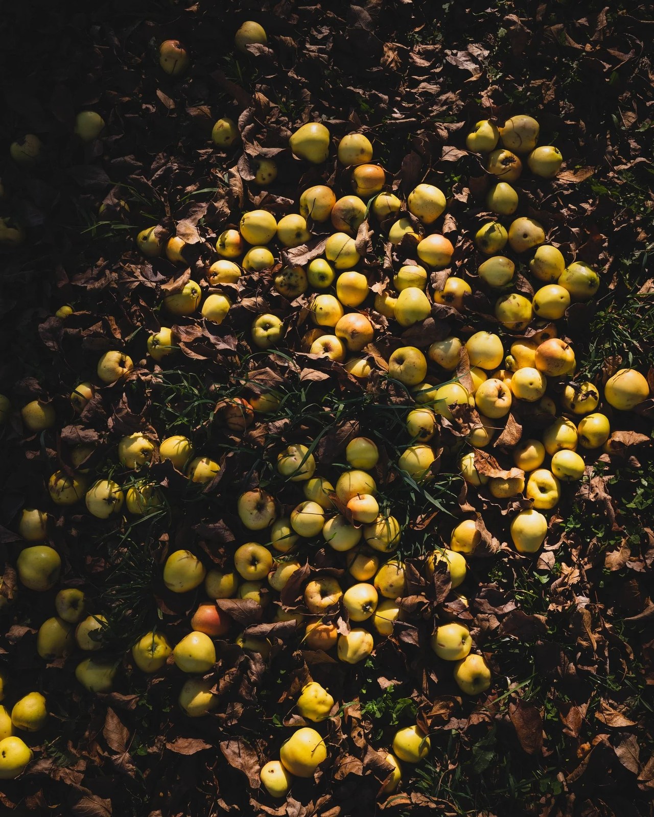Fable Farm Fermentory