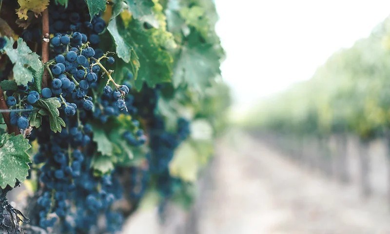 Olathea Creek Vineyard and Winery