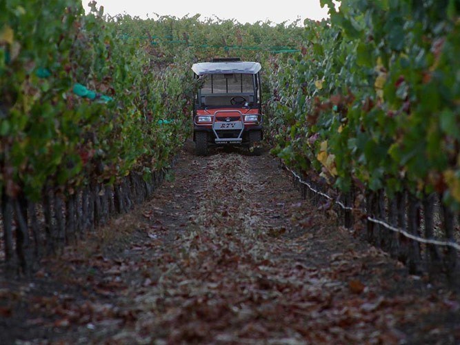 Bovino Vineyards, LLC