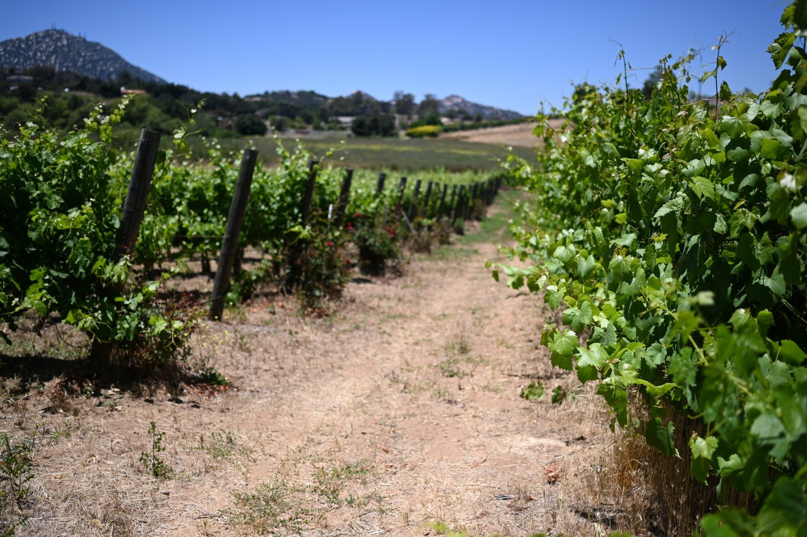 Principe di Tricase Winery