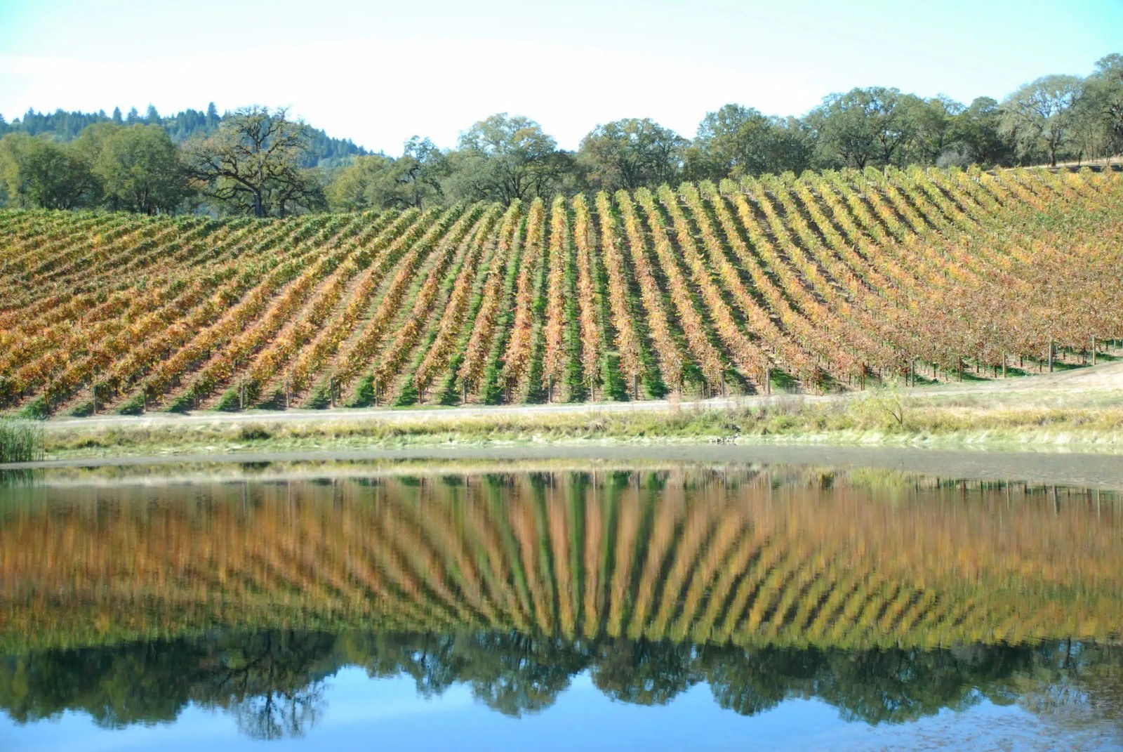 Yokayo Wine Company
