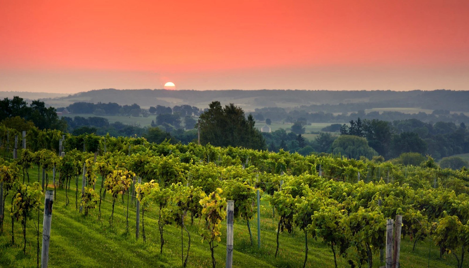 Fergedaboudit Vineyard and Winery