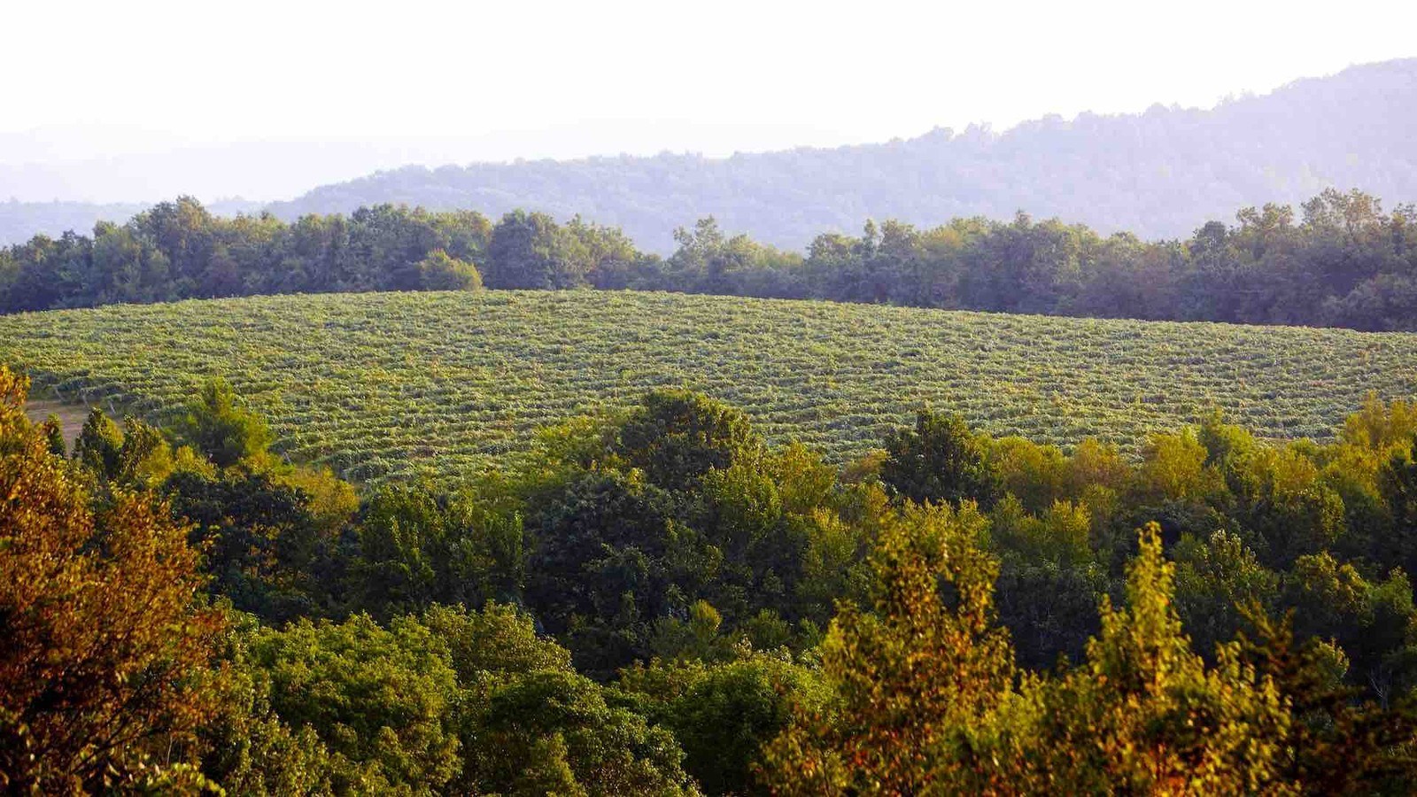 Chateau Morrisette