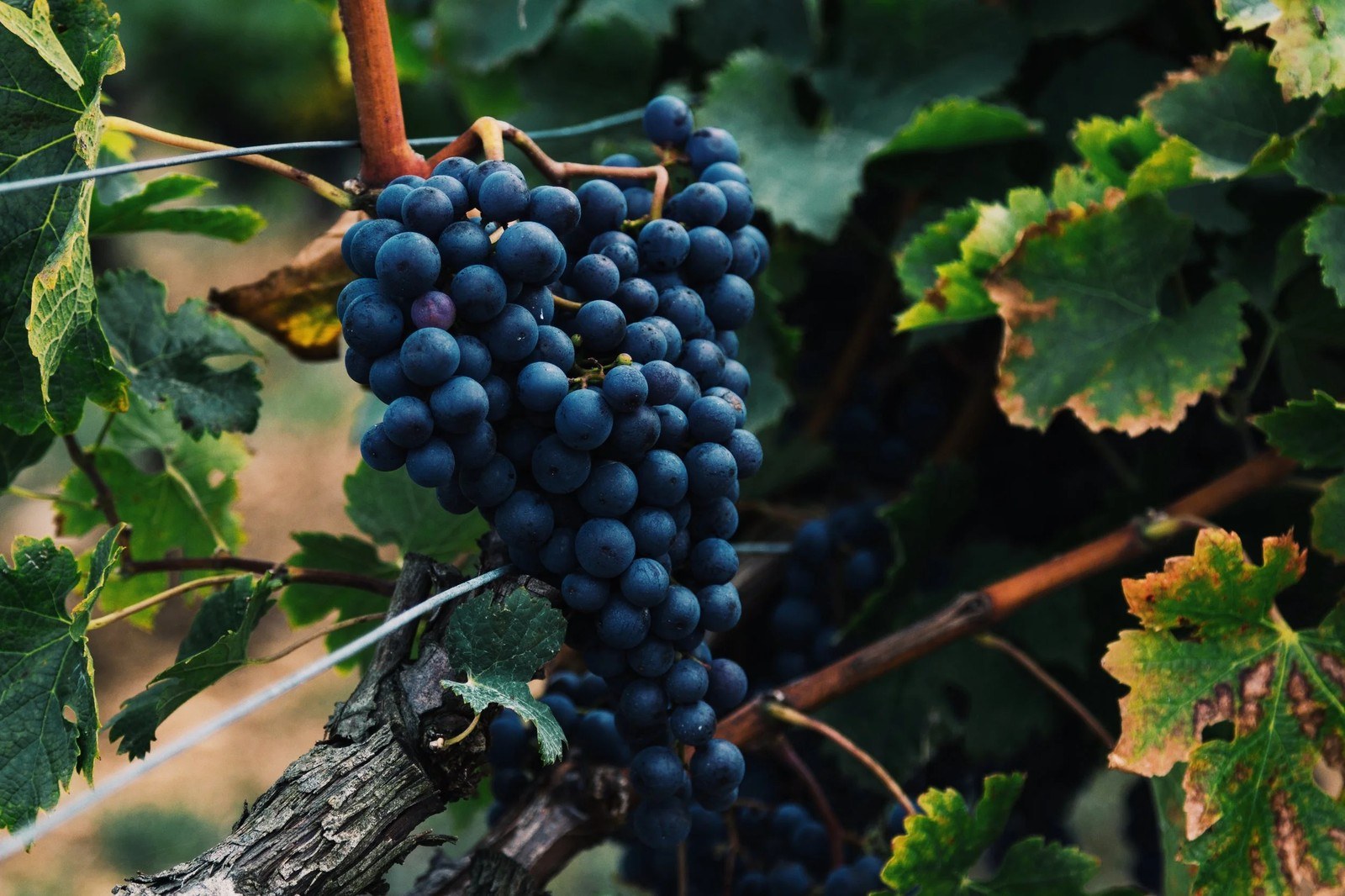 The Wine Trust