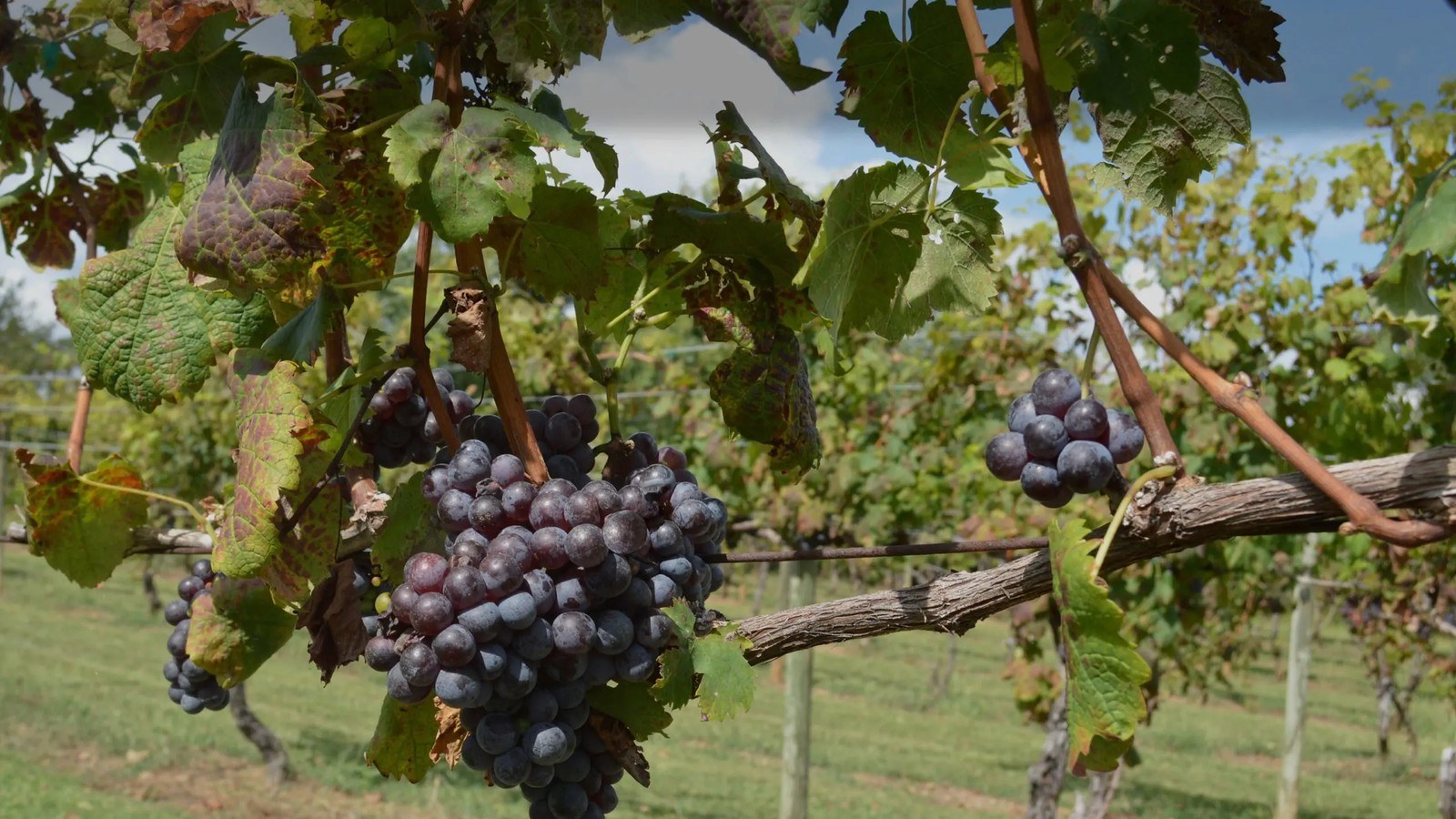 Lake Anna Winery