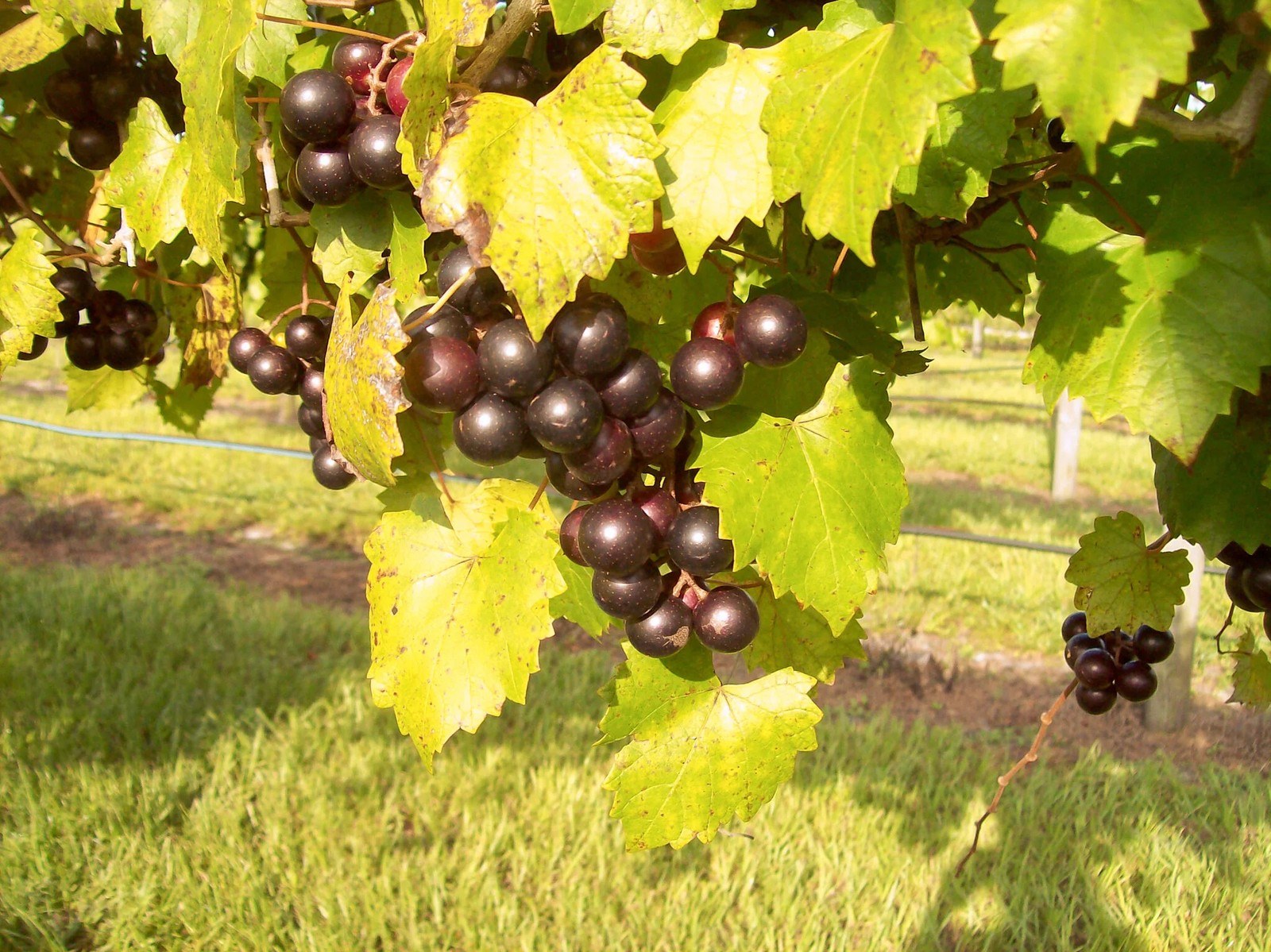 Bunker Hill Vineyard & Winery