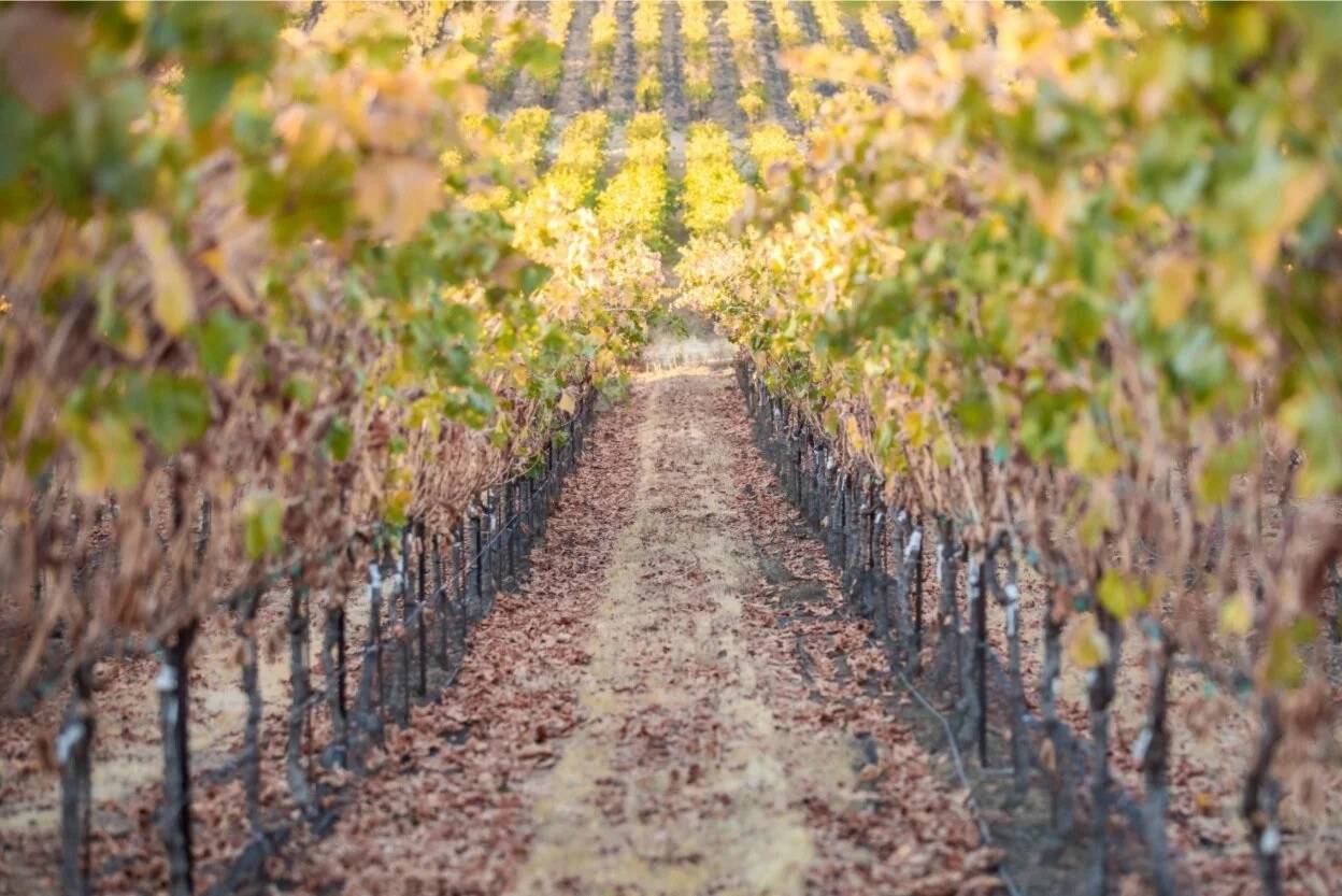 Cazadd Cellars