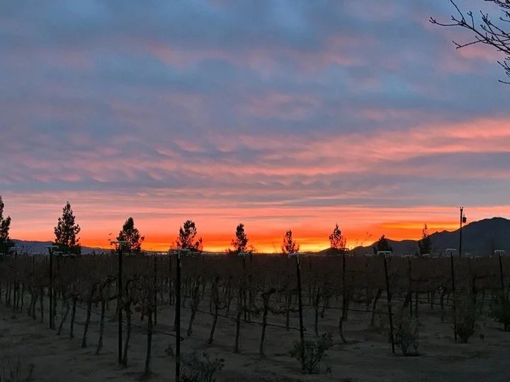 Wildcatter Winery LLC