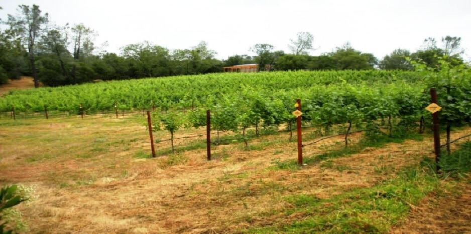 Gray Pine Winery