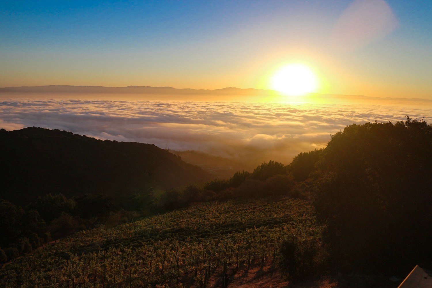 Naumann Vineyards