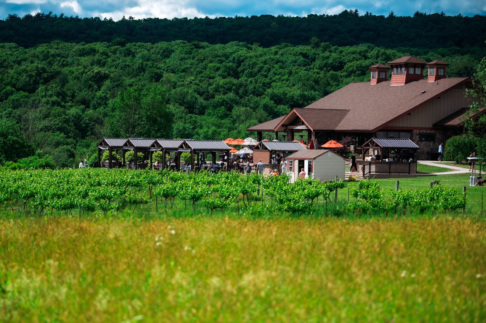 Mountain View Vineyard