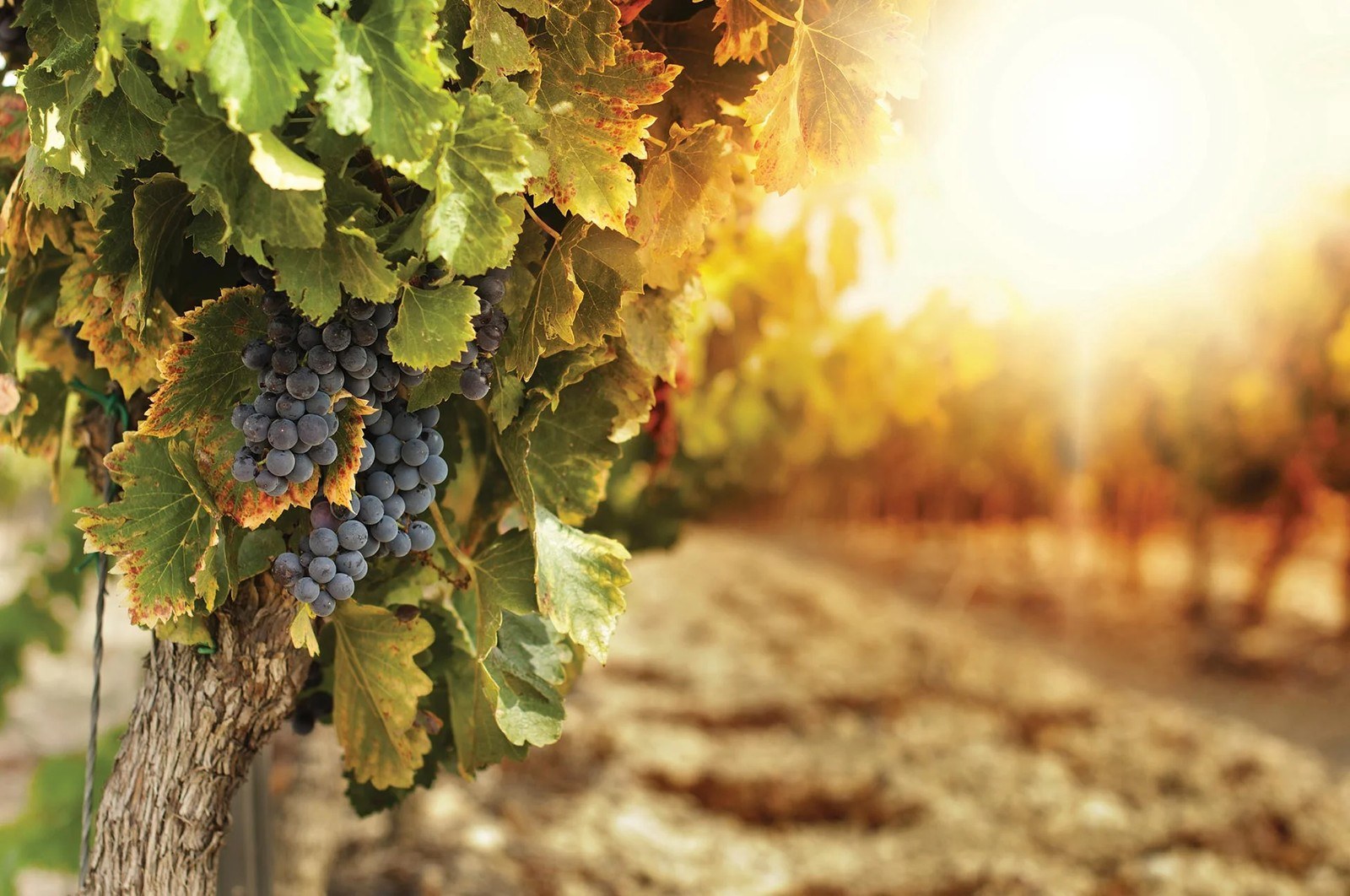 Gale Vineyards