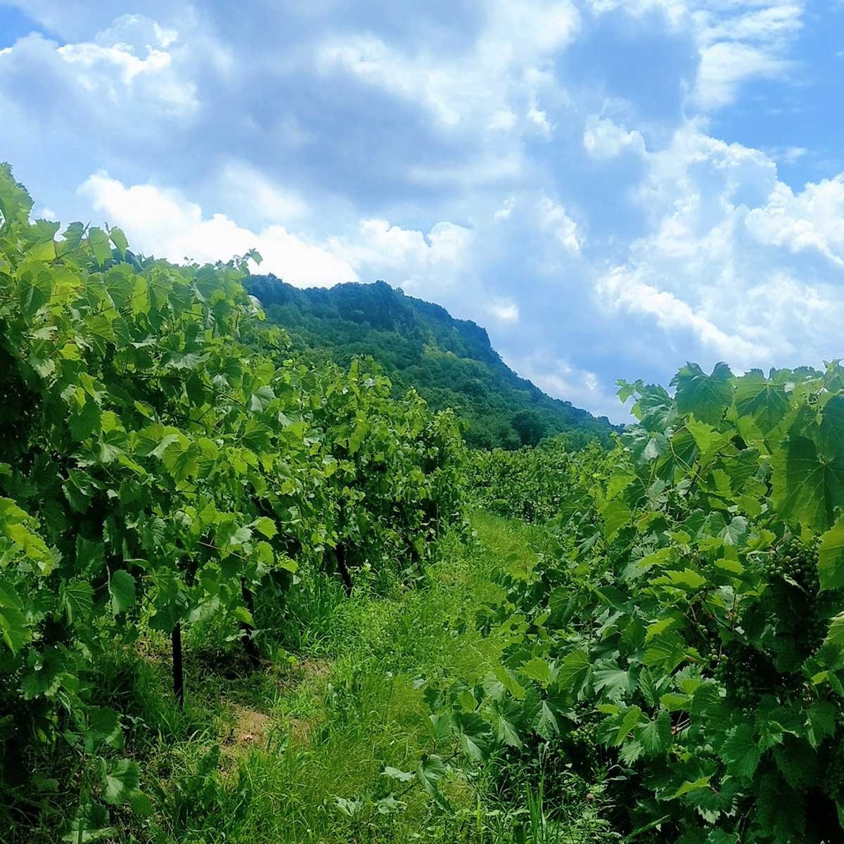 Seven Hawks Vineyards, LLC