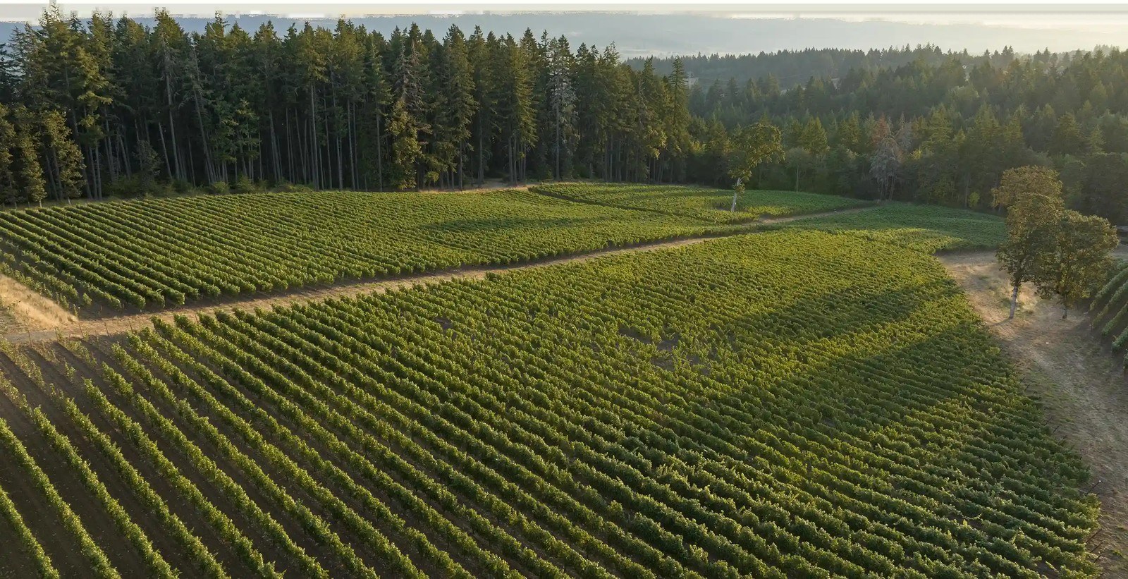 Ambar Estate