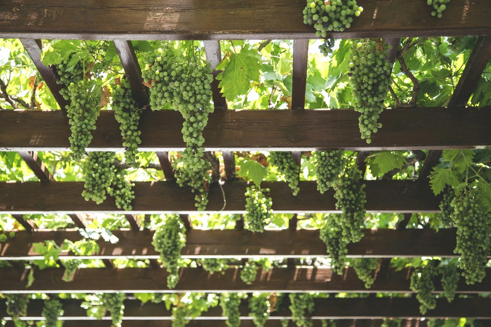 Noir Sunshine Winery LLC