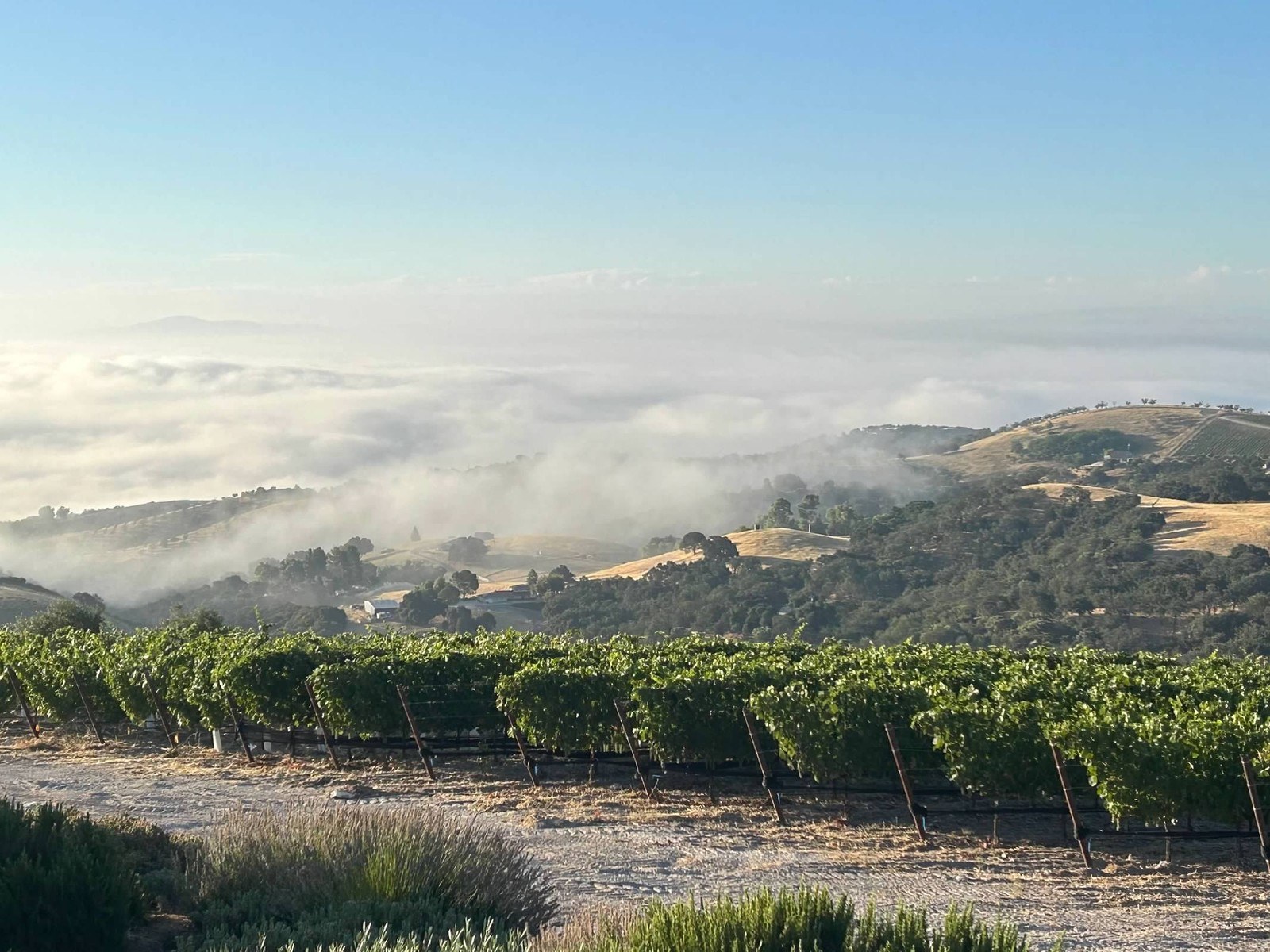 Ciento Cellars LLC