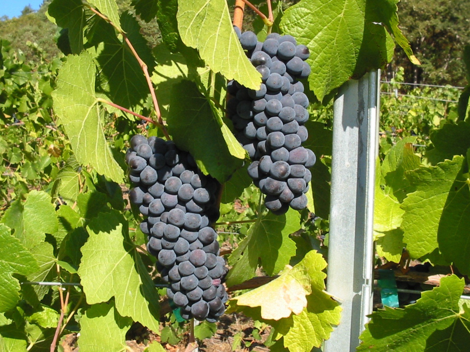 Becker Vineyard LLC