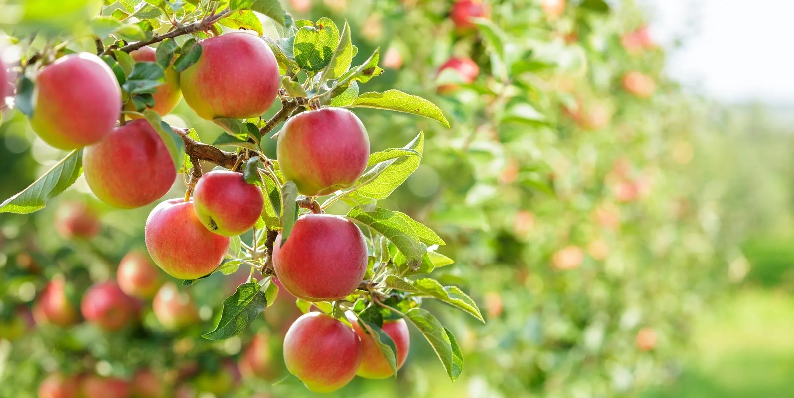 The Apple Shed