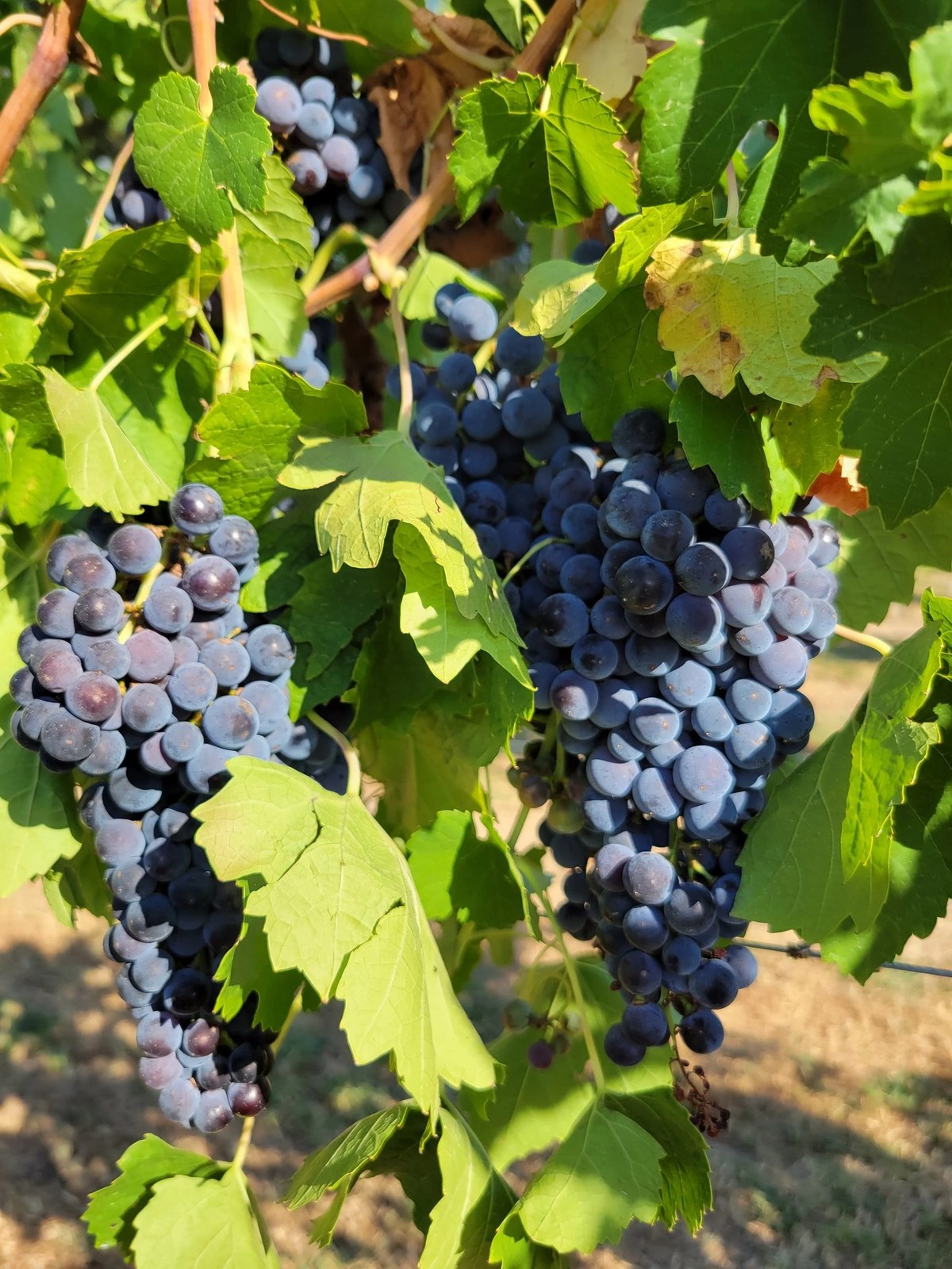 Cicada Ridge Vineyard