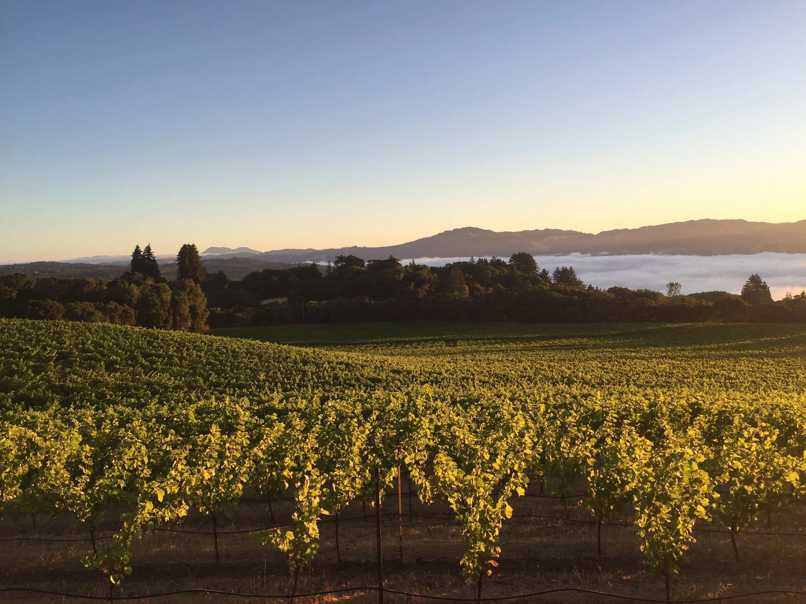 van der Kamp Vineyard