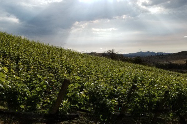 ZXQ Vineyards