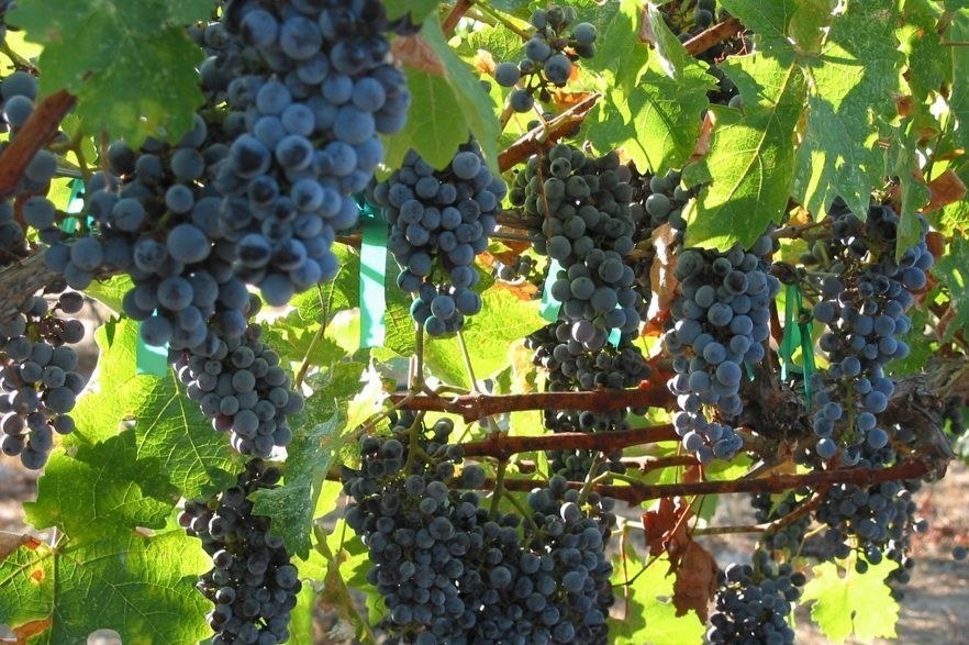 Tipsy Afternoon Vineyards LLC