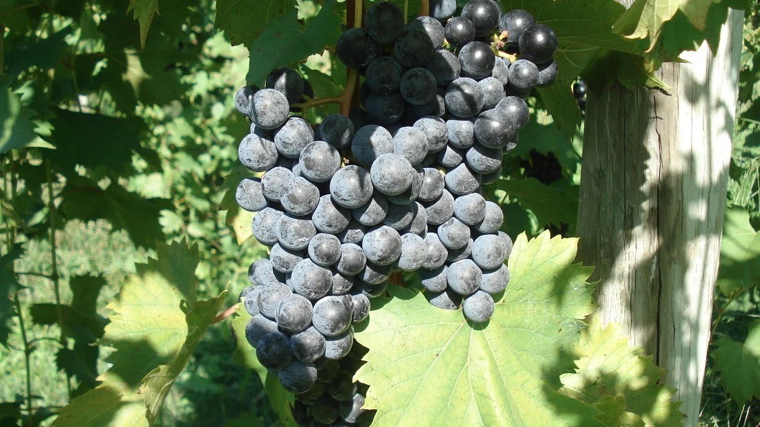 Baxter's Vineyards
