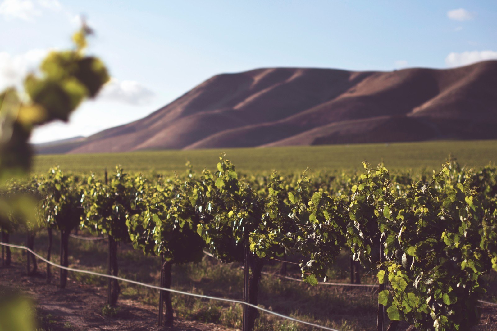 Madison Vineyards