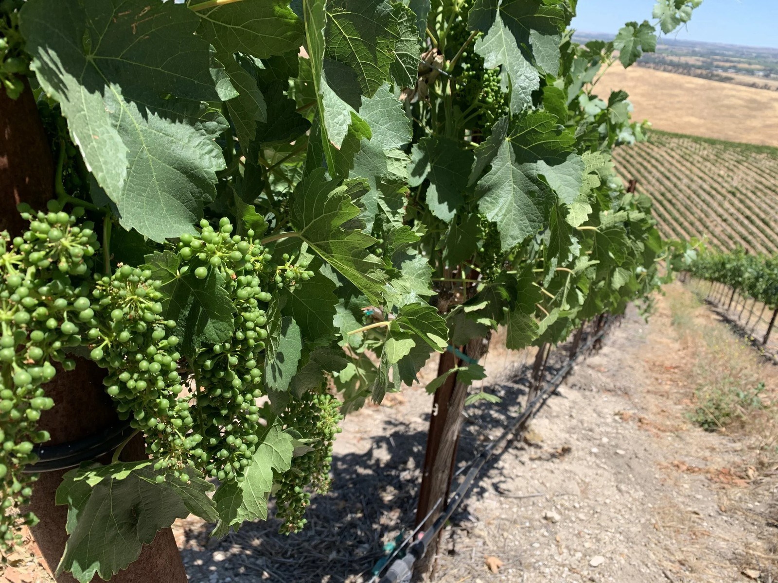 Vahali Vineyards