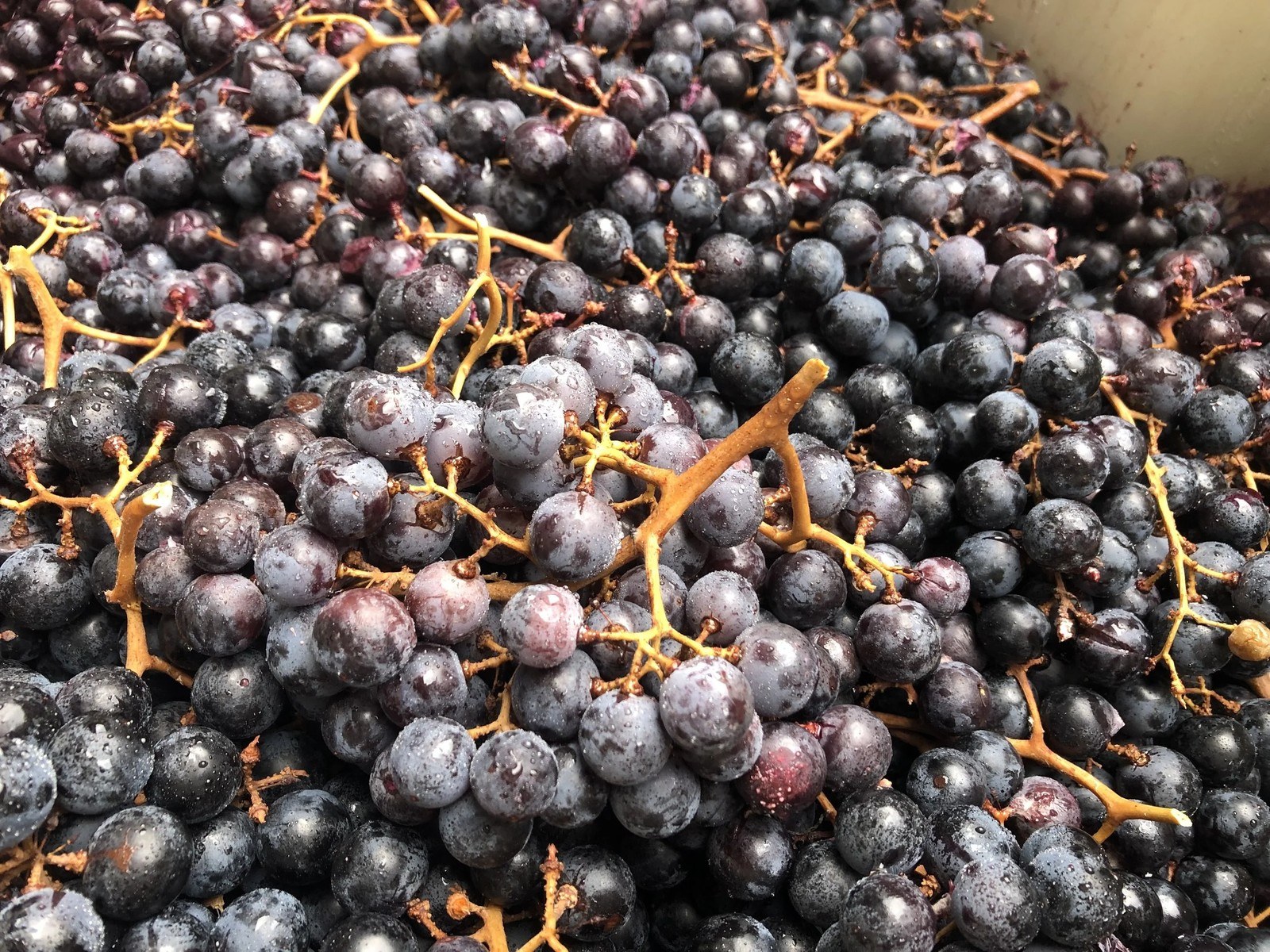 Wichmann Vineyard