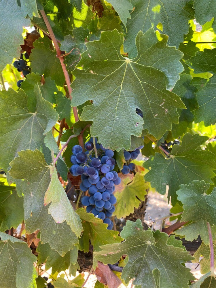 P & V Winery