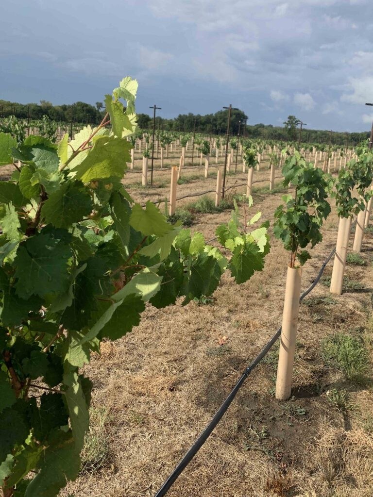 Season Three Vineyard