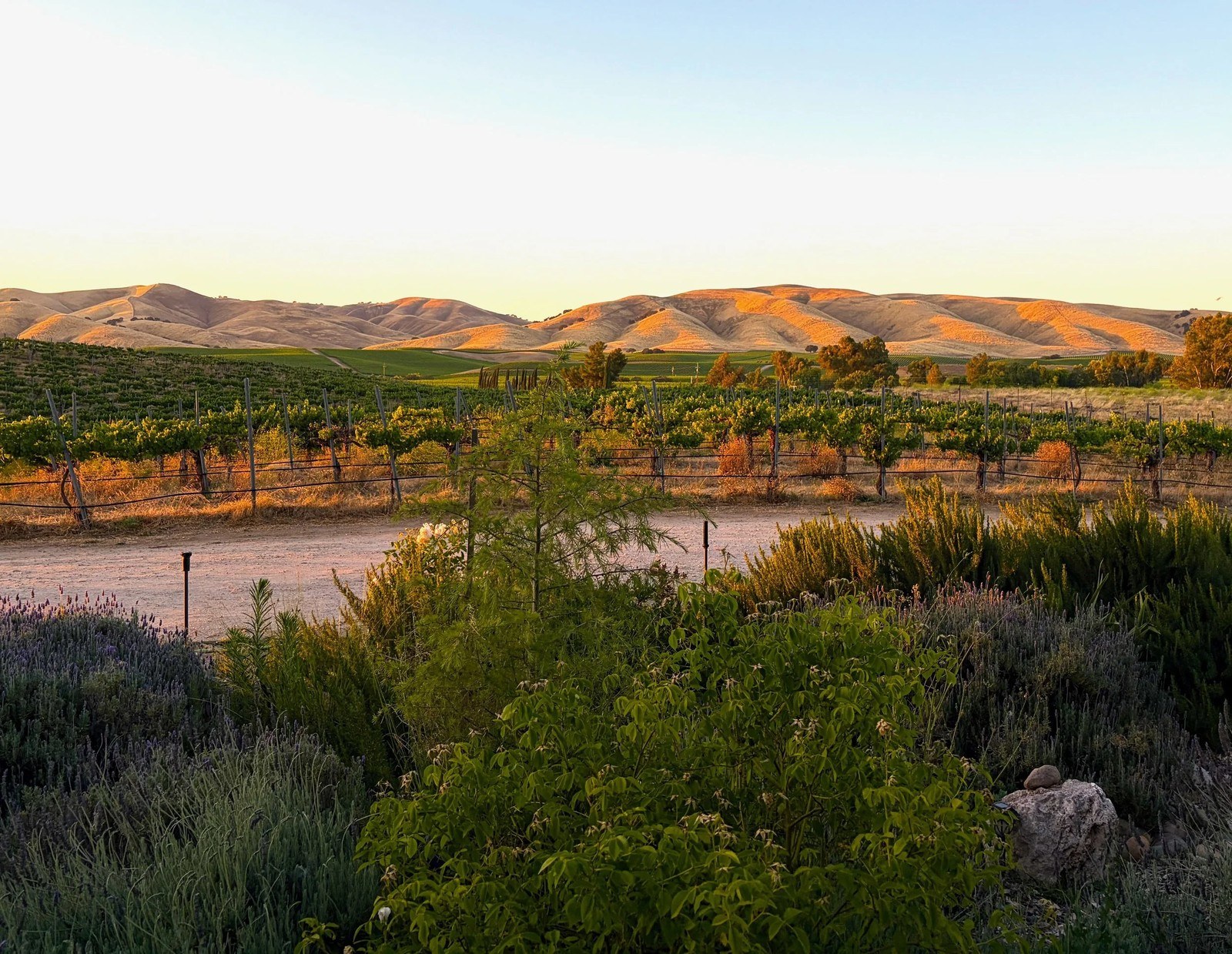 Silver River Vineyards