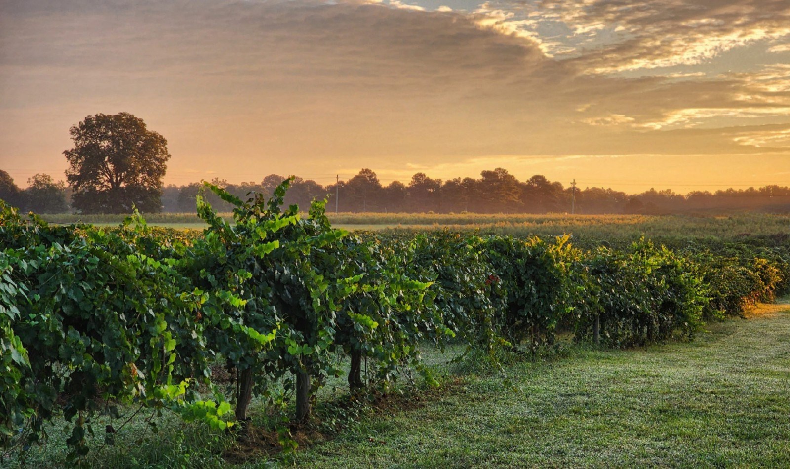 Fox Vineyards