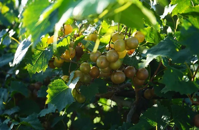 Emerald Coast Winery