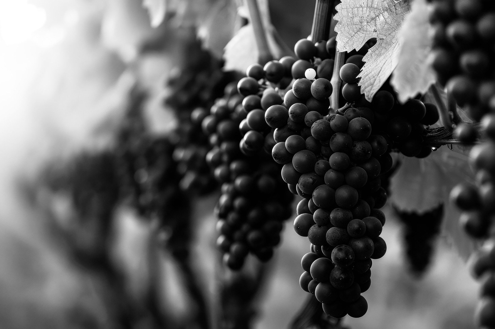 Dwelley Family Wines, LLC
