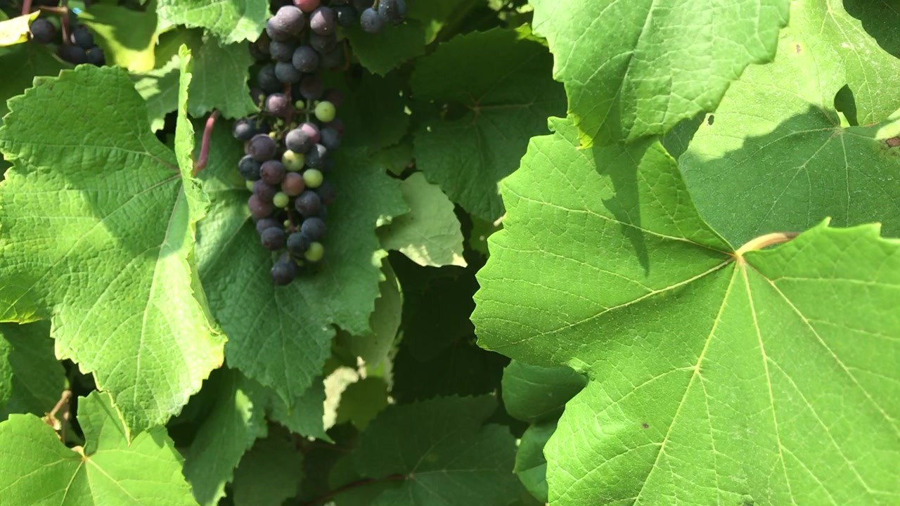 Nearwood Winery