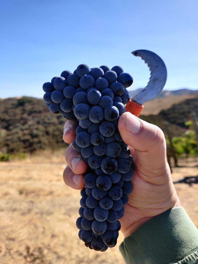 Absolution Cellars Wine Company, Inc.