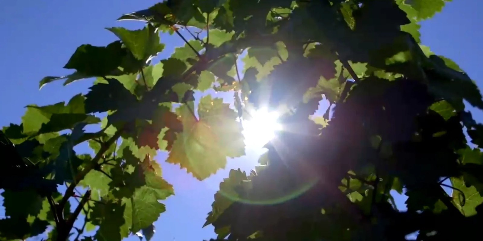 Red Newt Cellars, Inc.